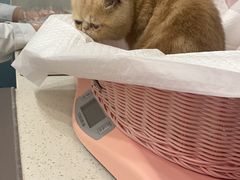 -纳吉亚猫专科动物医院·北北分院