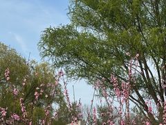 -石家庄市植物园