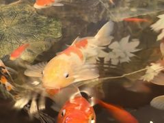 -北京金龙潭御瑞酒店(花园桥地铁站店)