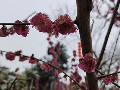 -龟山风景区-龟山电视塔