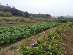-莲湖山庄