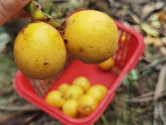 -塘栖枇杷特色园区