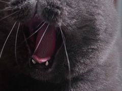 -创凡宠物医院·骨专科  猫科中心(西乡分院)