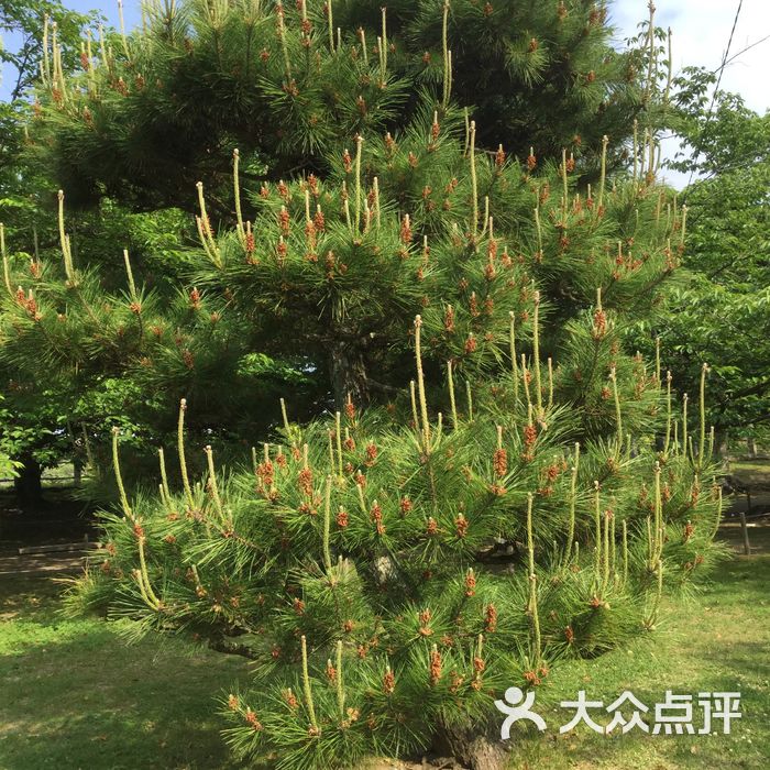 矮子松                 mementomori           烤豆           烤豆