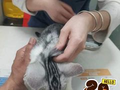 -伟伟宠物医院·瑞派猫友好医院·猫科(光谷店)