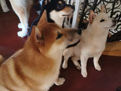-喜柴咖啡·柴犬狗咖