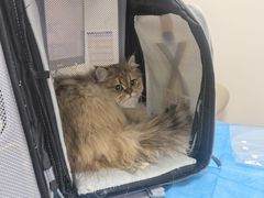 -达爱动物医院·犬猫分区·CT·复杂眼科(远洋山水分院)