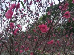 -南国桃园旅游度假区