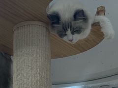 -喵园·猫主题咖啡厅·撸猫·猫咖(国贸店)