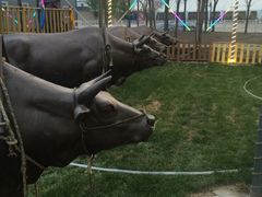 -大汗行宫园林餐厅