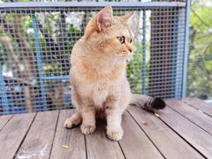 -喵屿·大理花园猫咖