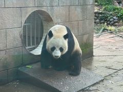 -中国大熊猫保护研究中心雅安碧峰峡基地