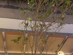 -桂满陇·海市蜃楼·黑金(国金店)