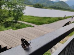 -大九湖