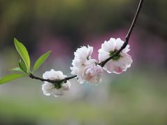 -杭州植物园