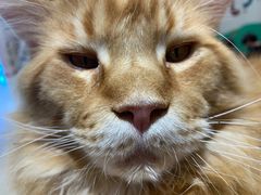 -藏猫猫咖啡主题馆(中央大道店)