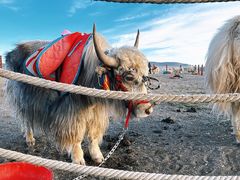 -青海湖国家重点风景名胜区