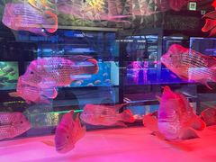 -中环花鸟鱼虫市场