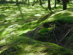 -西芳寺(苔寺)