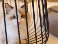 -飞行喵MR PILOT|猫舍·猫咖(静安大融城店)