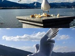 -海埂大坝