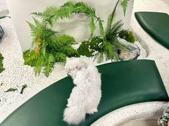 -帕帕拉兹宠物(亚洲旗舰店)