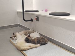 -琪喵猫屋·撸猫猫咖·猫舍