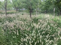 -东郊湿地公园