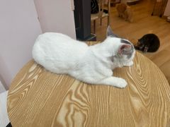 -猫咪派对(江南西店)