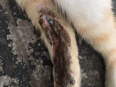 -顺强宠物诊所·狂犬免疫·夜诊·骨科(嘉定店)