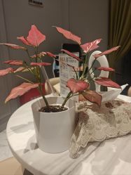 点击看大图 -艾维庭美学SPA