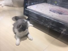 -momokira米努特·德文卷毛猫·棉花面纱犬
