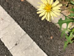 -极致味道动物奶油生日蛋糕(时尚店)