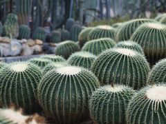 -深圳市中科院仙湖植物园