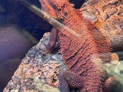 -酷以爬仙阁实体爬宠店·守宫·蜥蜴·专业繁育