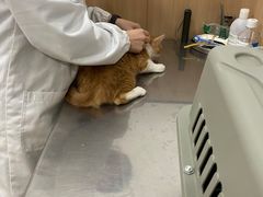 -米苏动物医院·犬猫专科·骨科外科内窥镜