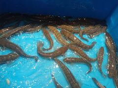 -龙宴海鲜城(经中路店)