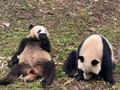 -都江堰中华大熊猫苑