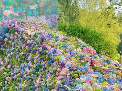 -上海共青森林公园