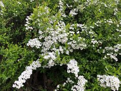 -上海鲜花港