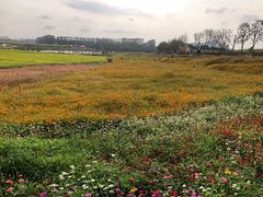 -光明小镇欢乐田园