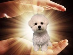 -瑞派福兴宠物医院犬猫全科·骨科·中西医结合(河东店)