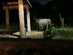 -清迈夜间动物园