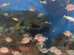-艺厨风尚餐厅 · 桔钓沙莱华度假酒店