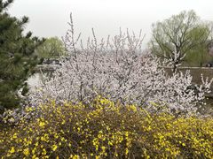 -北京西山国家森林公园