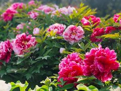 -莲花池公园