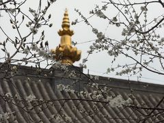 -护国法轮寺