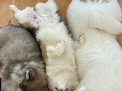-Let's go狗咖·猫咖·奶狗·桌游(春熙路IFS店)