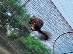 -西霞口神雕山野生动物世界