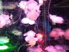 -太平洋海底世界